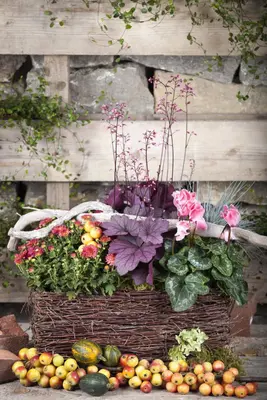 Heuchera (Purperklokje) - afbeelding 22