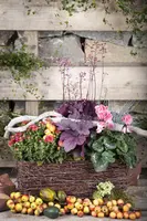 Heuchera (Purperklokje) - afbeelding 22
