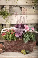 Heuchera (Purperklokje) - afbeelding 23
