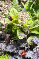 Heuchera (Purperklokje) - afbeelding 25