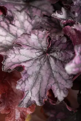 Heuchera (Purperklokje) - afbeelding 27