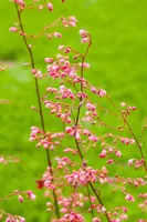 Heuchera (Purperklokje) - afbeelding 42