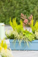 Heuchera (Purperklokje) - afbeelding 46