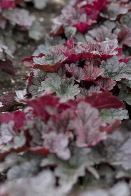 Heuchera (Purperklokje) - afbeelding 3