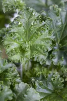Heuchera (Purperklokje) - afbeelding 16