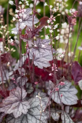 Heuchera (Purperklokje) - afbeelding 18