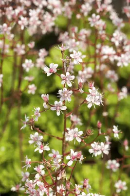 Heuchera (Purperklokje) - afbeelding 19