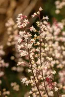 Heuchera (Purperklokje) - afbeelding 20