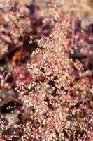 Heuchera (Purperklokje) - afbeelding 21