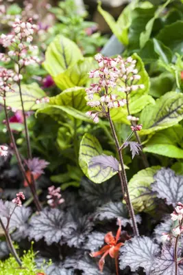 Heuchera (Purperklokje) - afbeelding 26