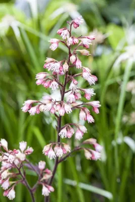 Heuchera (Purperklokje) - afbeelding 27