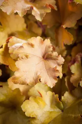 Heuchera (Purperklokje) - afbeelding 32