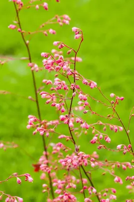 Heuchera (Purperklokje) - afbeelding 43