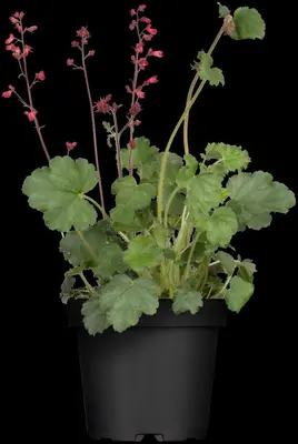 Heuchera (Purperklokje) - afbeelding 3
