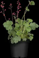 Heuchera (Purperklokje) - afbeelding 3