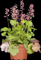 Heuchera (Purperklokje) - afbeelding 7