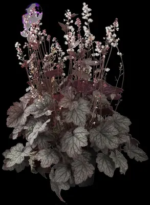 Heuchera (Purperklokje) - afbeelding 17