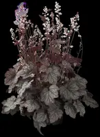Heuchera (Purperklokje) - afbeelding 17