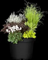 Heuchera (Purperklokje) - afbeelding 40