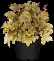 Heuchera (Purperklokje) - afbeelding 35