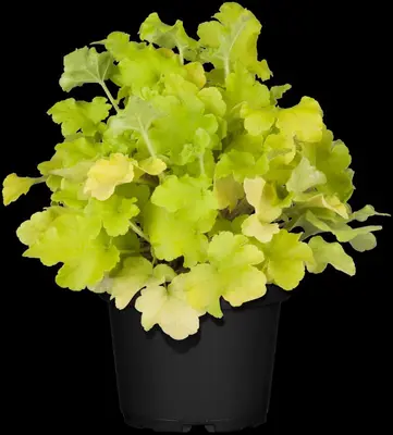 Heuchera (Purperklokje) - afbeelding 36