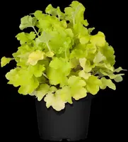 Heuchera (Purperklokje) - afbeelding 36
