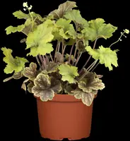 Heuchera (Purperklokje) - afbeelding 5