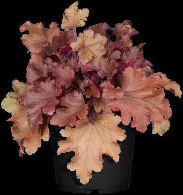 Heuchera (Purperklokje) - afbeelding 40
