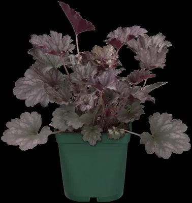 Heuchera (Purperklokje) - afbeelding 45