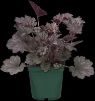 Heuchera (Purperklokje) - afbeelding 46