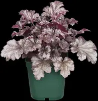 Heuchera (Purperklokje) - afbeelding 44