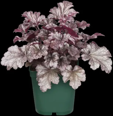 Heuchera (Purperklokje) - afbeelding 45