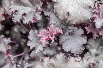 Heuchera (Purperklokje) - afbeelding 11