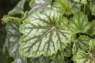 Heuchera (Purperklokje) - afbeelding 12