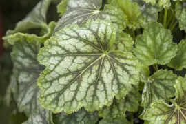 Heuchera (Purperklokje) - afbeelding 12