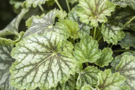 Heuchera (Purperklokje) - afbeelding 13