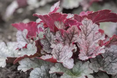 Heuchera (Purperklokje) - afbeelding 21