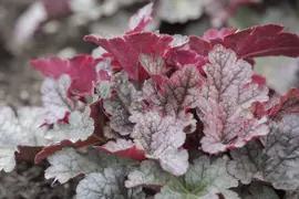 Heuchera (Purperklokje) - afbeelding 21