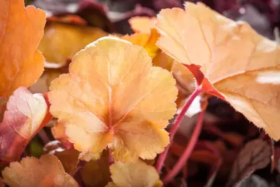 Heuchera (Purperklokje) - afbeelding 32