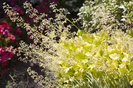 Heuchera (Purperklokje) - afbeelding 9