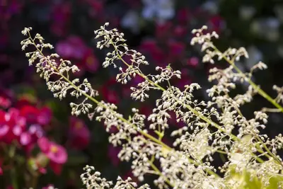 Heuchera (Purperklokje) - afbeelding 10