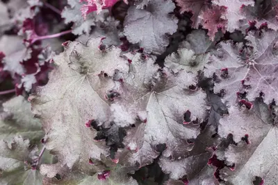 Heuchera (Purperklokje) - afbeelding 11