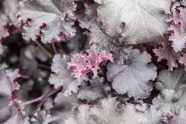 Heuchera (Purperklokje) - afbeelding 12