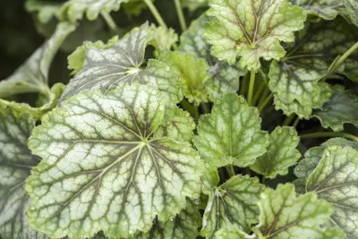 Heuchera (Purperklokje) - afbeelding 14