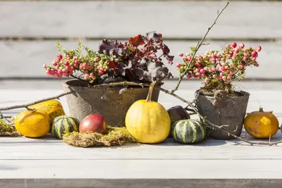 Heuchera (Purperklokje) - afbeelding 25