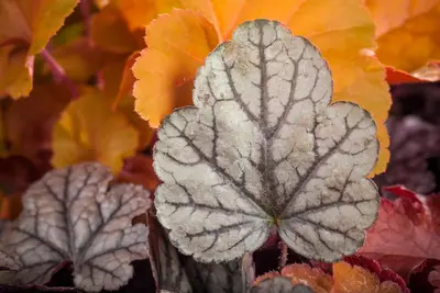 Heuchera (Purperklokje) - afbeelding 29