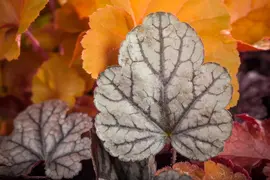 Heuchera (Purperklokje) - afbeelding 29