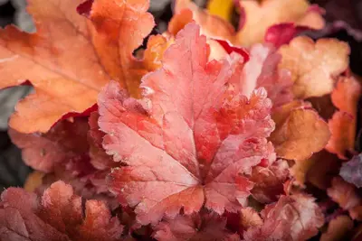 Heuchera (Purperklokje) - afbeelding 30