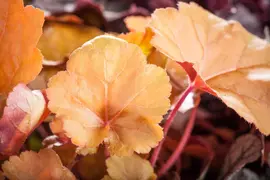 Heuchera (Purperklokje) - afbeelding 33