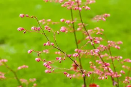 Heuchera (Purperklokje) - afbeelding 44